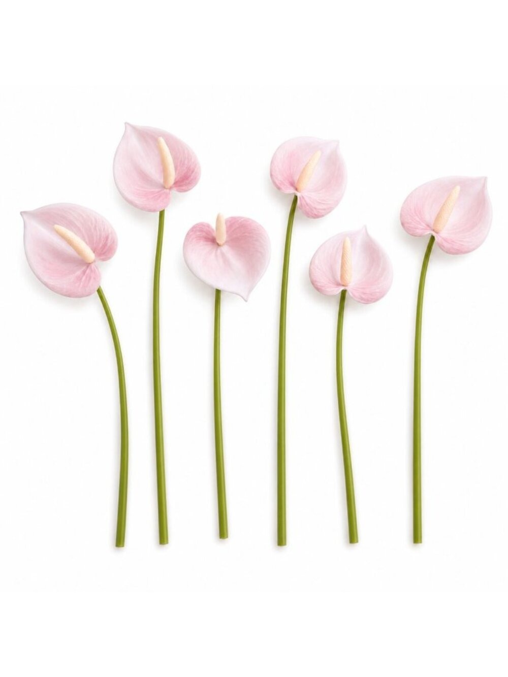 Anthurium Stems Set of 6 Blush Pink 11 Inch Real Touch Faux Tropical